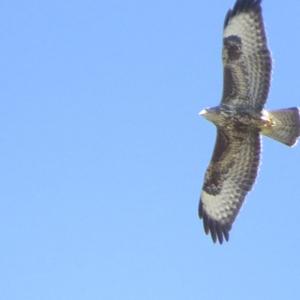 Common Buzzard