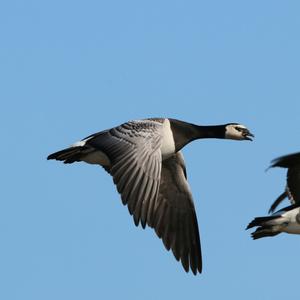 Barnacle Goose