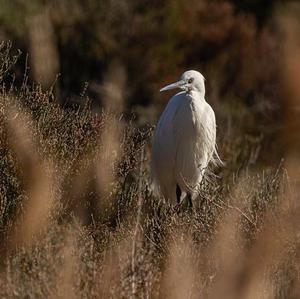 Little Egret