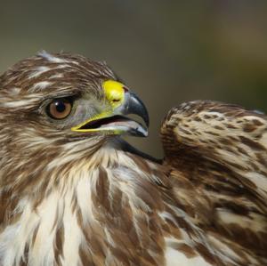 Mäusebussard