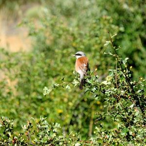 Red-backed Shrike