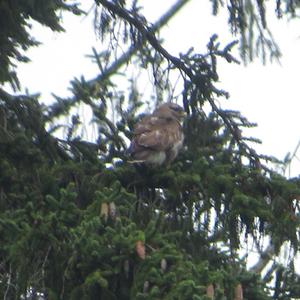 Common Buzzard