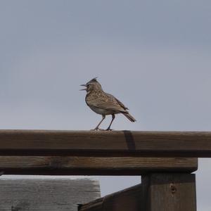 Thekla Lark