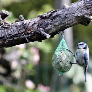 Blue Tit