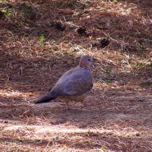 Spotted Dove