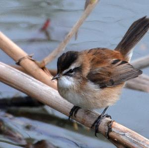 Moustached Warbler