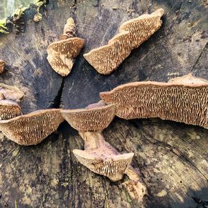 Thick-maze Oak polypore