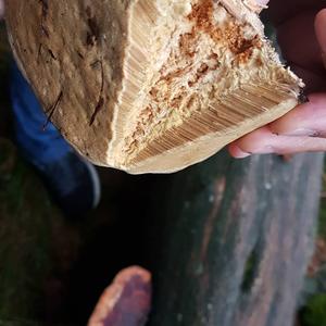 Red-belted Polypore