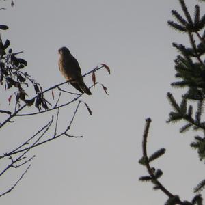 Common Kestrel