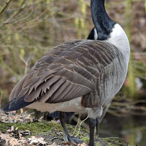 Canada Goose