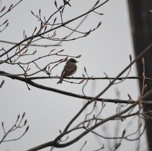 Eastern Kingbird