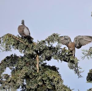 Common Wood-pigeon