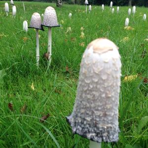 Shaggy Mane