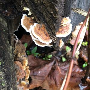 Turkey-tail