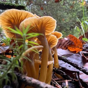 Trumpet Chanterelle