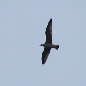 Herring Gull