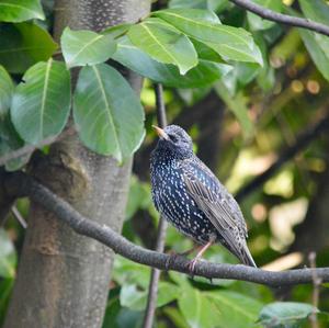 Common Starling