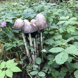 Shaggy Mane