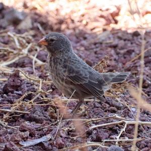 Small Ground-finch