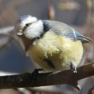 Blue Tit