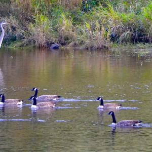 Canada Goose