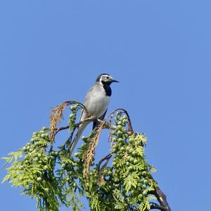 White Wagtail