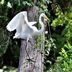 Great Egret