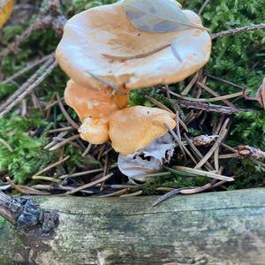 False Chanterelle