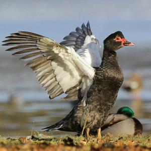 Muscovy Duck