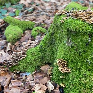 Turkey-tail