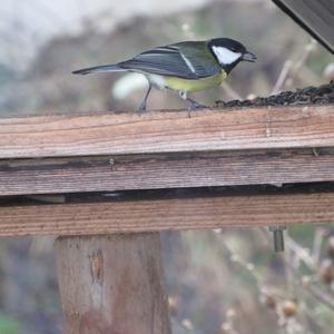 Great Tit