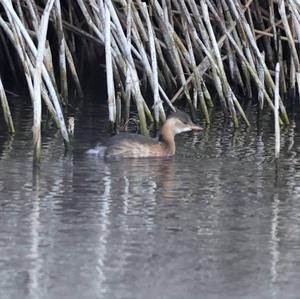 Little Grebe