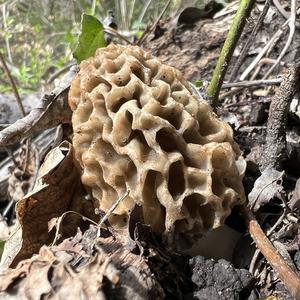 Yellow Morel