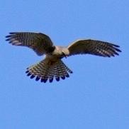 Common Kestrel