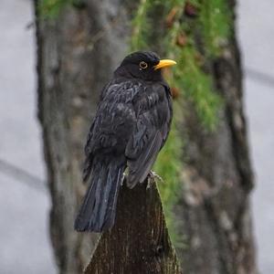 Eurasian Blackbird