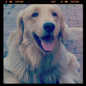 Retriever (Golden)