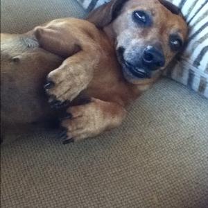 Unknown Breed