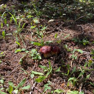 King Bolete