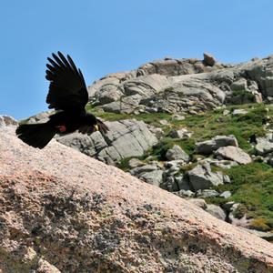 Yellow-billed Chough