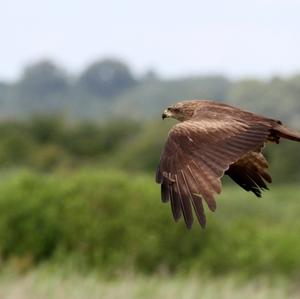 Black Kite