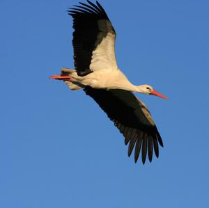 White Stork