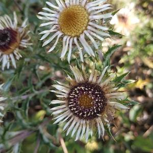 Carline Thistle