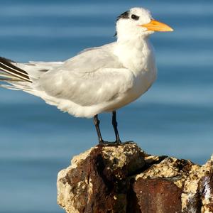 Royal Tern