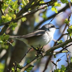 Lesser Whitethroat