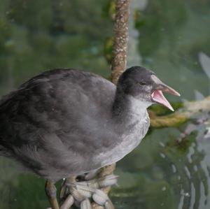 Common Coot