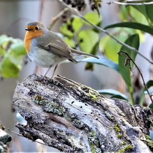 European Robin