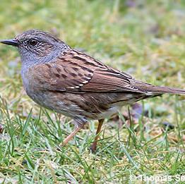 Hedge Accentor