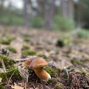 Bay Bolete