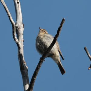 Common Chiffchaff