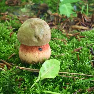 Lurid Bolete